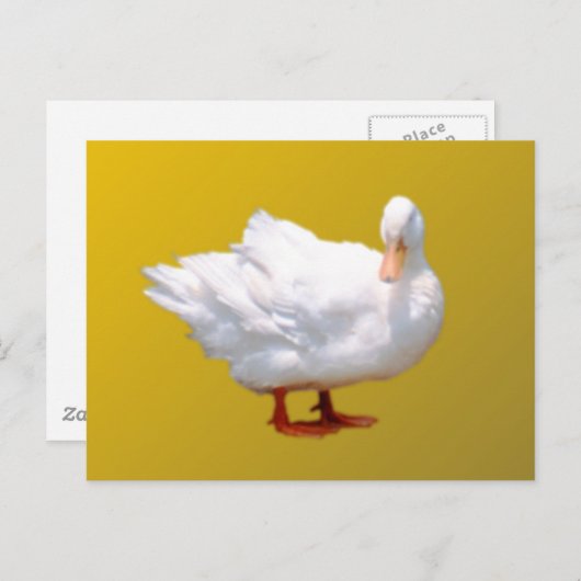 White Duck Briefkaart (Voorkant / Achterkant)