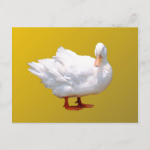 White Duck Briefkaart