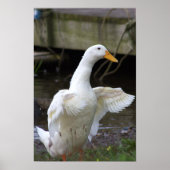 White Duck Foto Poster (Voorkant)