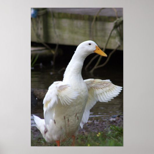 White Duck Foto Poster (Voorkant)