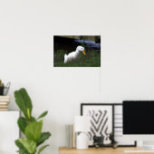 White Duck Foto Poster (Thuiskantoor)