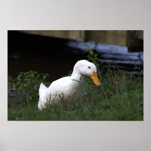 White Duck Foto Poster (Voorkant)