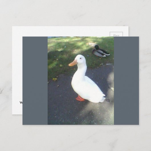 White Duck Spalding Briefkaart (Voorkant / Achterkant)