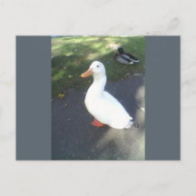 White Duck Spalding Briefkaart