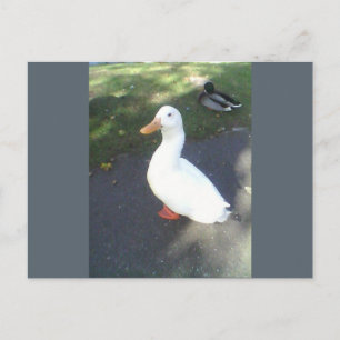 White Duck Spalding Briefkaart