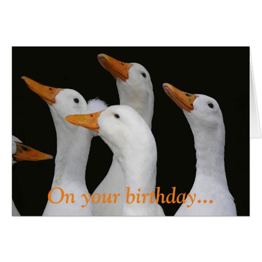 White Ducks Funny Birthday Kaart (Voorkant Horizontaal)