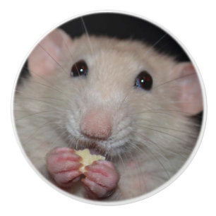 White Dumbo Rat Dresser Knob Keramische Knop