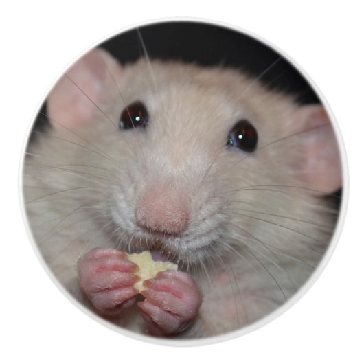 White Dumbo Rat Dresser Knob Keramische Knop (Voorkant)