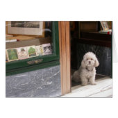 White Dwarf Poodle (Voorkant Horizontaal)