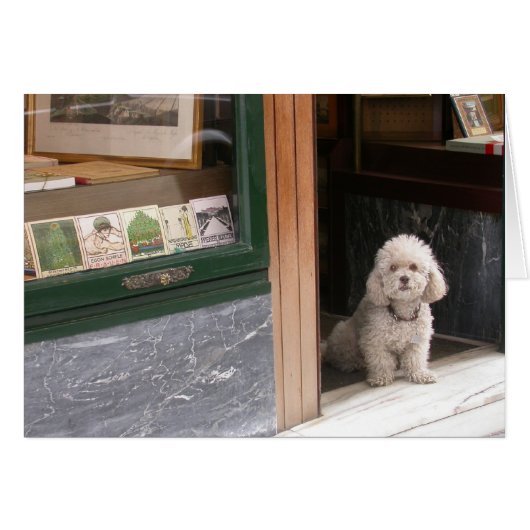 White Dwarf Poodle (Voorkant Horizontaal)