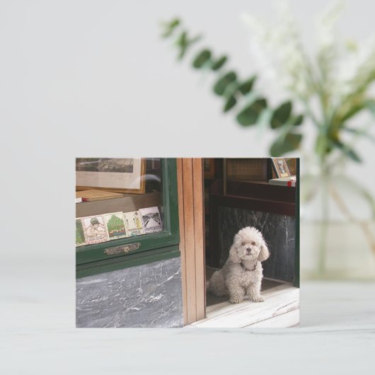 White Dwarf Poodle Briefkaart (Staand voorkant)