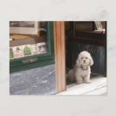 White Dwarf Poodle Briefkaart (Voorkant)