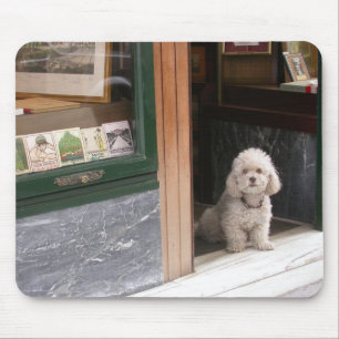 White Dwarf Poodle Muismat