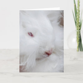 White Easter Bunny Feestdagen Kaart
