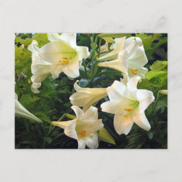  White Easter Lilies Floral Foto Briefkaart