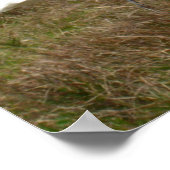 White Egret 2 Poster (Hoek)