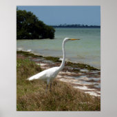 White Egret 2 Poster (Voorkant)