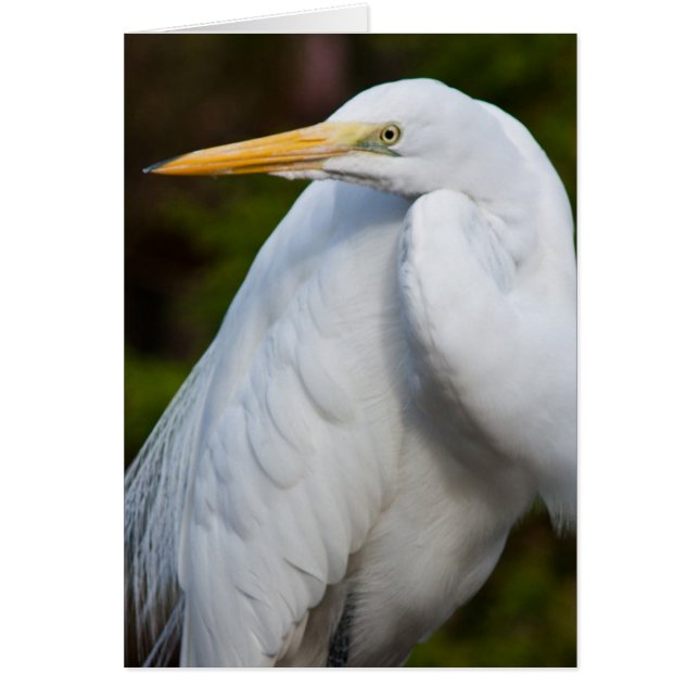 White Egret Card (Voorkant)
