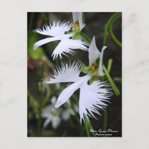 White Egret Flower :Briefkaart Briefkaart