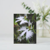 White Egret Flower :Briefkaart Briefkaart (Staand voorkant)