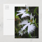 White Egret Flower :Briefkaart Briefkaart (Voorkant / Achterkant)