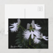 White Egret Flower :Briefkaart Briefkaart (Voorkant / Achterkant)