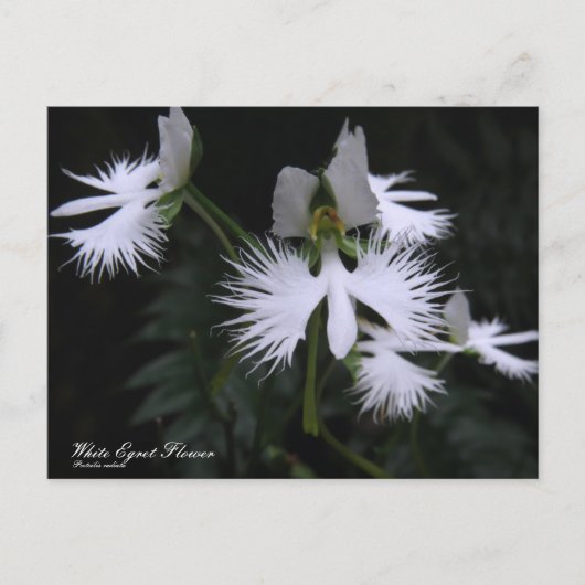 White Egret Flower :Briefkaart Briefkaart (Voorkant)