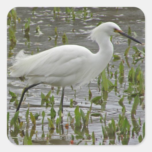 White Egret Photo Water Greens Wading Bird Vierkante Sticker (Voorkant)