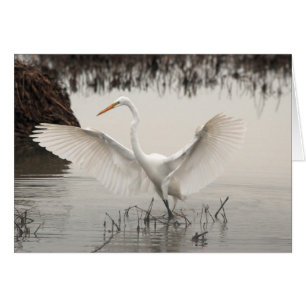 White Egret, Wings Spread, Lake, Misty