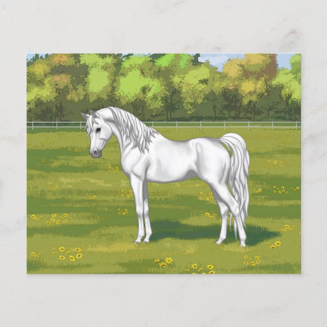 White Egyptian Arabian Horse in Summer Pasture (Voorkant)