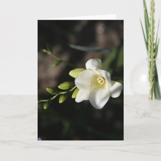 White Elegant Flower Greeting Card Aankondiging (Voorkant)