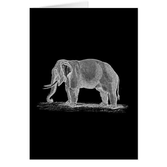White Elephant  1800s Illustration (Voorkant)