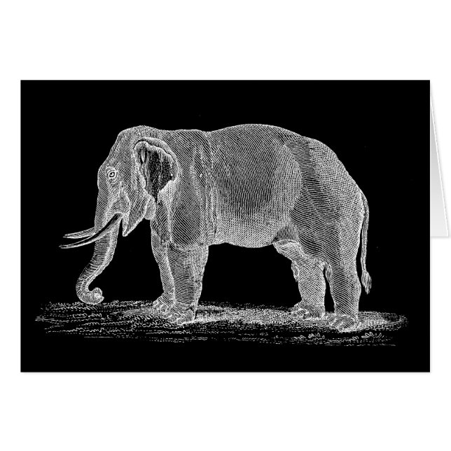 White Elephant  1800s Illustration (Voorkant Horizontaal)