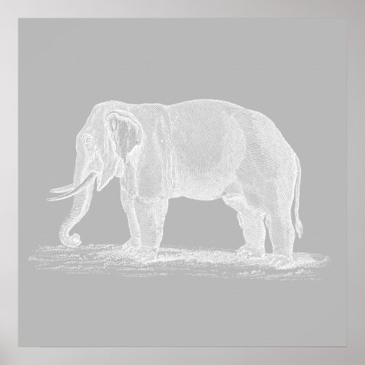 White Elephant  1800s Illustration Poster (Voorkant)