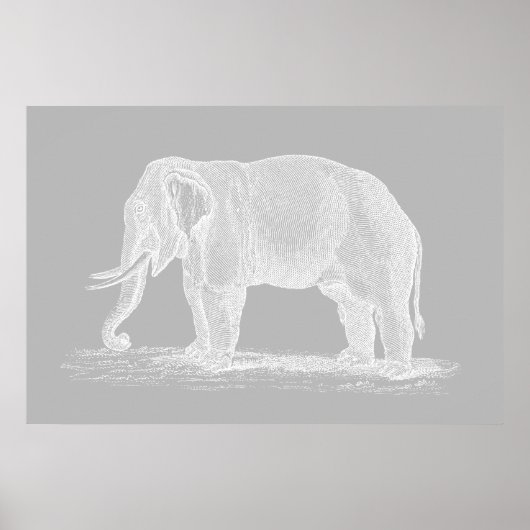 White Elephant  1800s Illustration Poster (Voorkant)