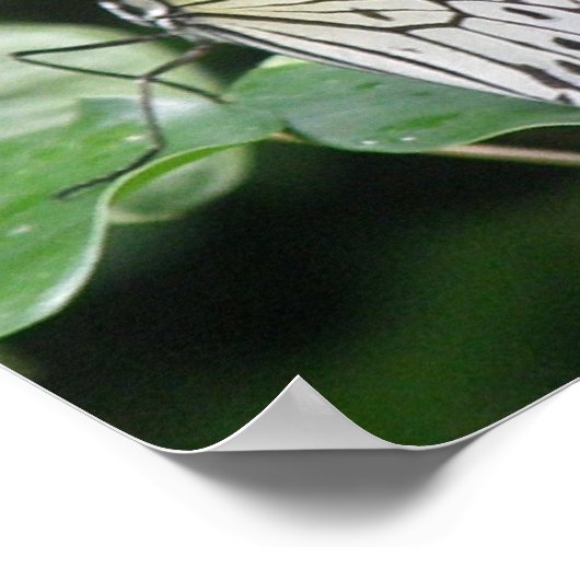 White en Black Butterfly Print (Hoek)