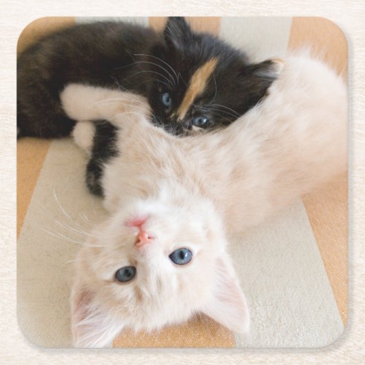 White en Black Kittens Kartonnen Onderzetters (Voorkant)