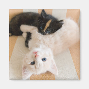 White en Black Kittens Magneet