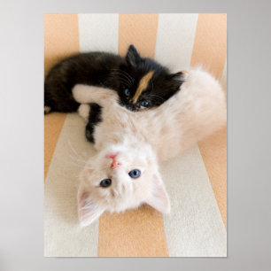 White en Black Kittens Poster
