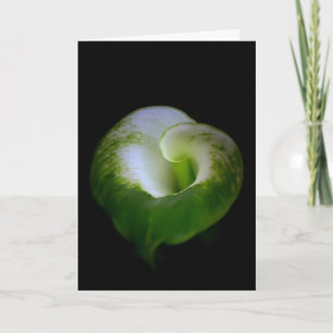 White en Green Calla Lily Flower Note Kaart