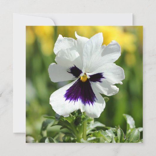 White en Paars Pansy Bridal Shower Kaart (Voorkant)