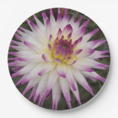 White en Paarse Cactus Dahlia Floral Papieren Bordje (Voorkant)