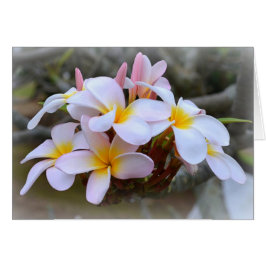 White en Pink Plumeria