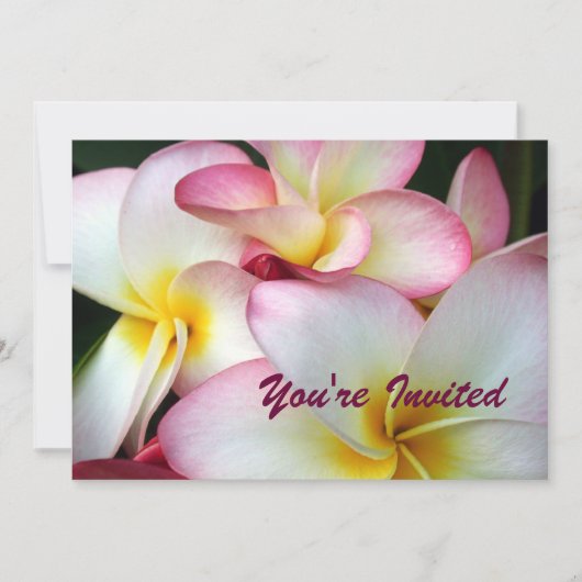 White en Pink Plumeria Kaart (Voorkant)