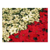 White en Red Poinsettias I Holiday Floral Foto Afdruk (Voorkant)