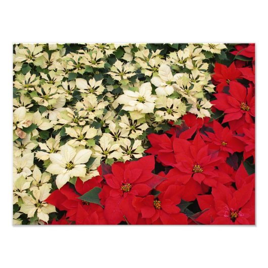 White en Red Poinsettias I Holiday Floral Foto Afdruk (Voorkant)