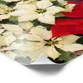 White en Red Poinsettias I Holiday Floral Foto Afdruk (Hoek)