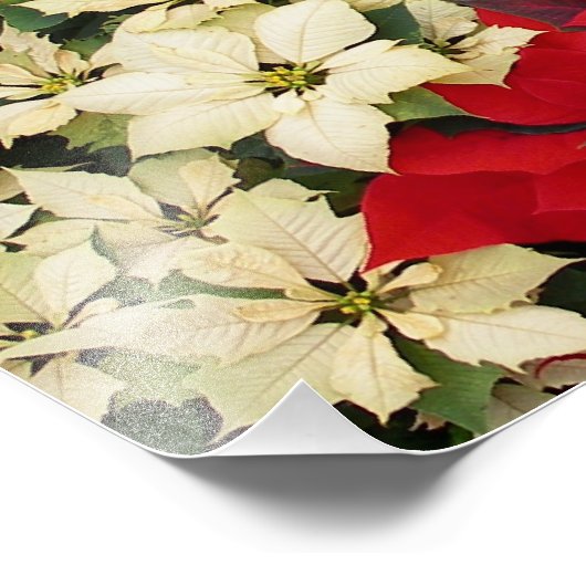 White en Red Poinsettias I Holiday Floral Foto Afdruk (Hoek)
