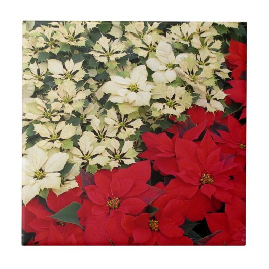 White en Red Poinsettias I Holiday Floral Tegeltje (Voorkant)