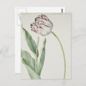 White en Red Tulip  Fine Art Briefkaart (Voorkant / Achterkant)